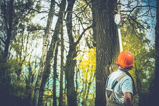 How Our Tree Care Process Works  in  Laurel, MT